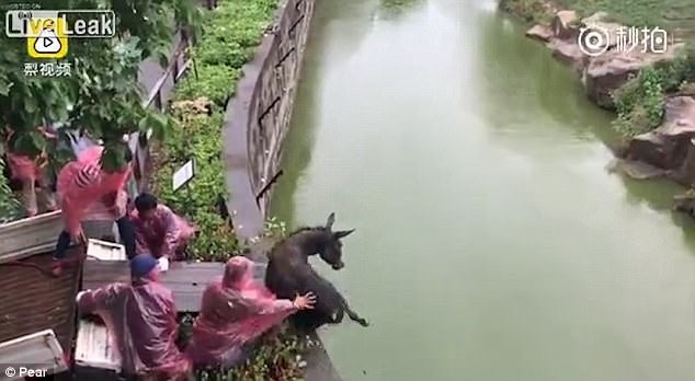 Σοκαριστικό βίντεο: Πέταξαν ζωντανό γαϊδουράκι σε πεινασμένες τίγρεις